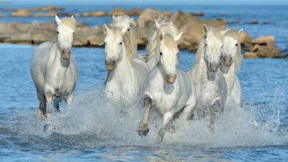 Mary Magdalene Path, Camargues white horses
