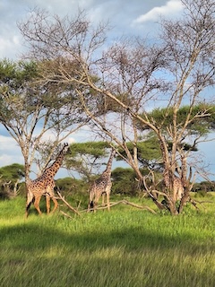 back to the origin, giraffes