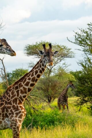 OroszlánKapu – Egyiptom, Tanzánia, Zanzibár Utazás